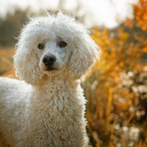 caniche (3)