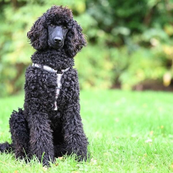 caniche-negro